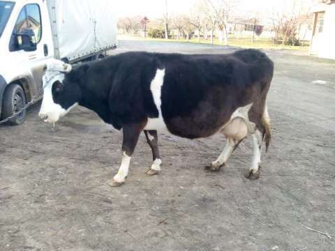 vand 2 vaci holstein, una bruna gestante in 3