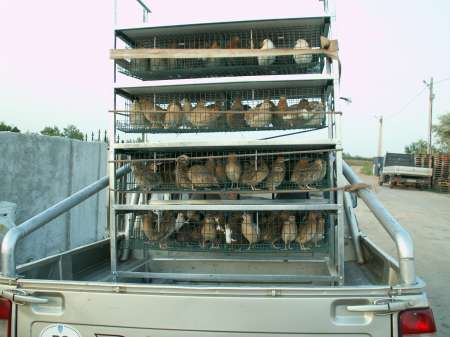 Vindem prepelite si pui de prepelita, oua si carne