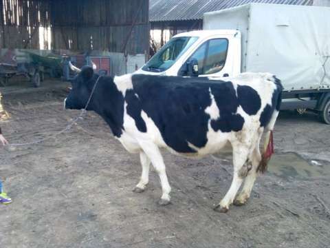 vand 2 vaci holstein, una bruna gestante in 2