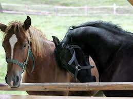 Ingrijitori ferme caii-Germania