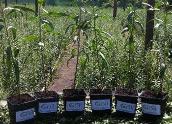 producatori autorizati de plante goji, soiul lycium barbarum ningxia 1