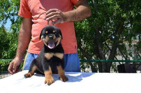 VÃ¢nd CÄƒÅ£ei Rottweiler