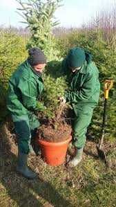 plantat brazi olanda / rasnov