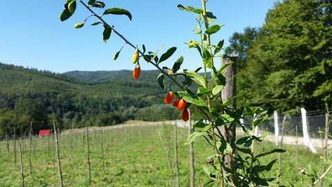 plante goji bio, certificate. 4