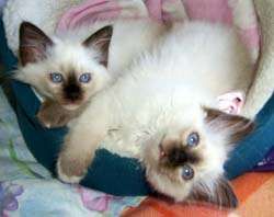 Pui Sacra de Birmania [ Birmaneza]