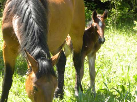 cazare munte zona brasov bran moiecu predeal rasnov busteni la cabana valea rasnoavei 4