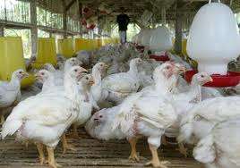 salarii motivante ferme pasari 