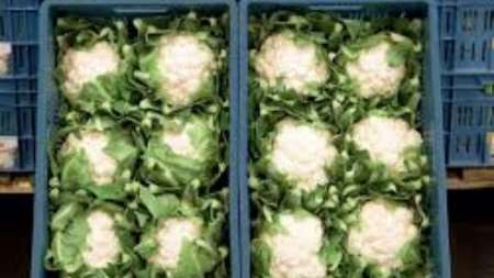 Recoltare conopida si broccoli