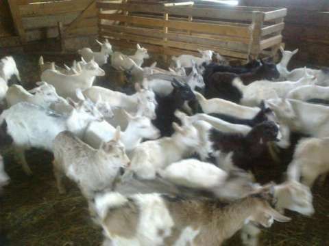 Vand 250capre mulgatoare ciute+ 4 tapi saanen originali+