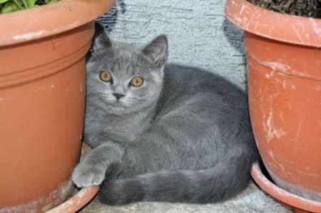 pisoi british shorthair, blue 3