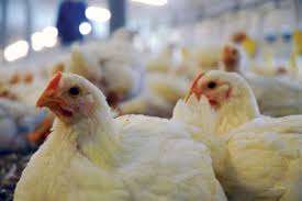 ANGAJAM FERMIERI -GERMANIA