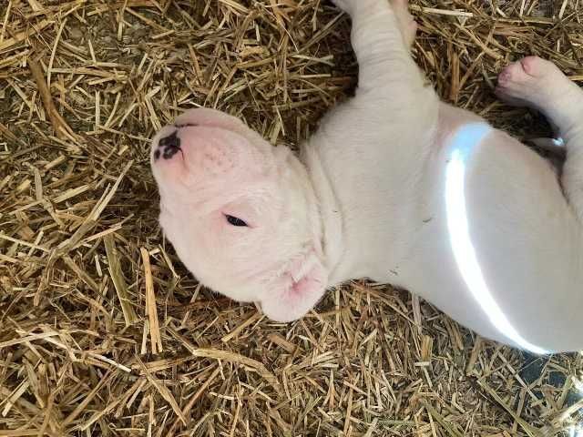 cane corso si dog argentinian 2