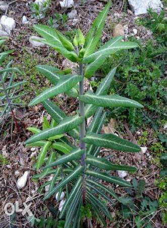 vand rasaduri de planta care alunga cartitele( euphorbia lathyris) anti cartita, anticartit 3