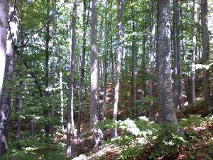 Vand padure anunturi gratuite