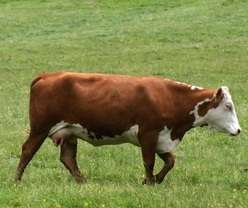 Oferta de munca in Germania la ferme de animale 1000 euro pe luna