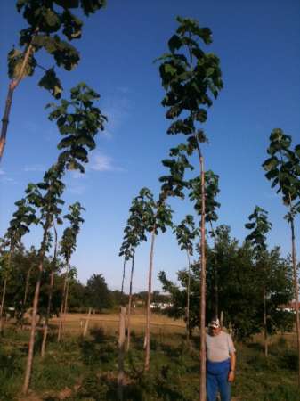 plantatii paulownia primavara 3