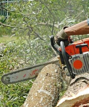 Recrutam muncitori-domeniul forestier