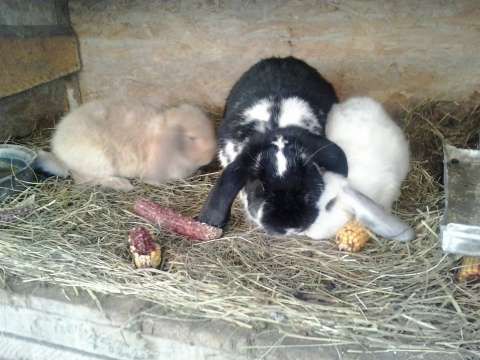 schimb iepuri de rasa berbec german pe laptop