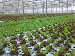 Agricultura Germania 