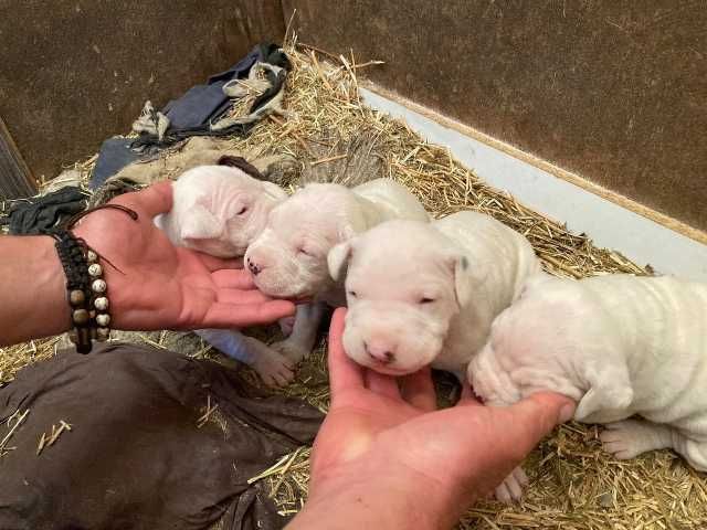 cane corso si dog argentinian 3