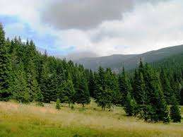 Personal padure Germania 1400 Euro 