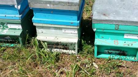 vand familii de albine, roiuri cu sau fara lazi, mangalia - negociabil - 338 748 1