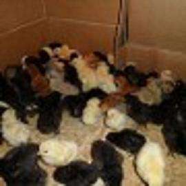 Vand pui de gaina o zi