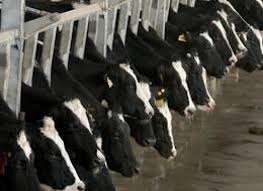 Allattenyesztok Nemetorszagban