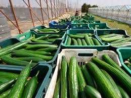 depozit de castraveti germania / gherla 
