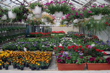 Sere de flori Germania 1300 euro