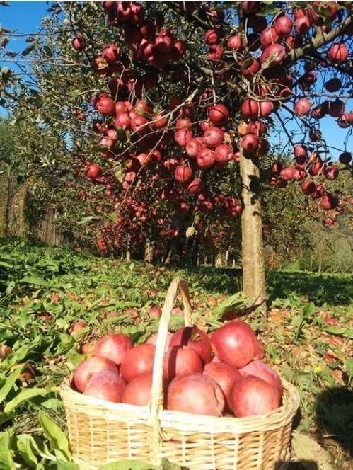 mere de vanzare din soiurile florina si idared, pret 1, 20 lei/ kg 3