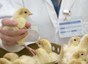 Vindem pui de gaina o zi export Ungaria-Szeget