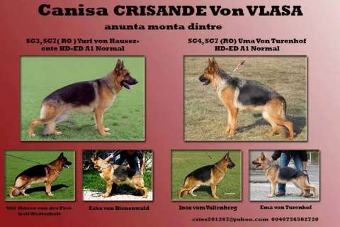 vand catel, mascul ciobanesc german cu pedigree 1