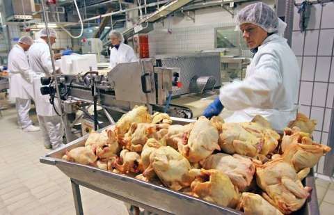 Muncitori fabrica de pui 1300 euro