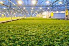 Cules legume-Germania 