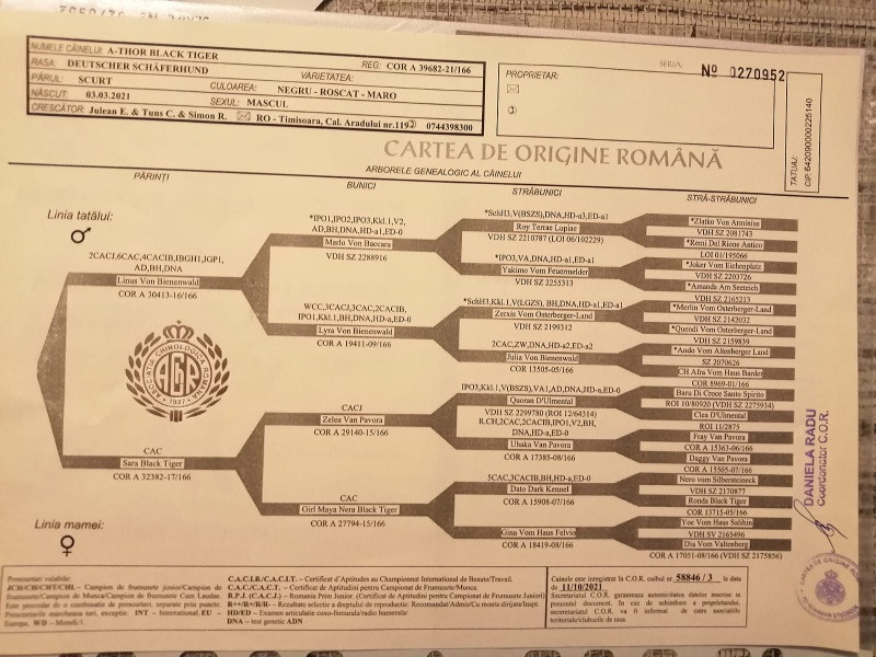 catei ciobanesc german 6