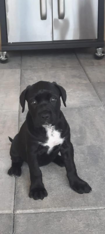 vand pui cane corso blue 3