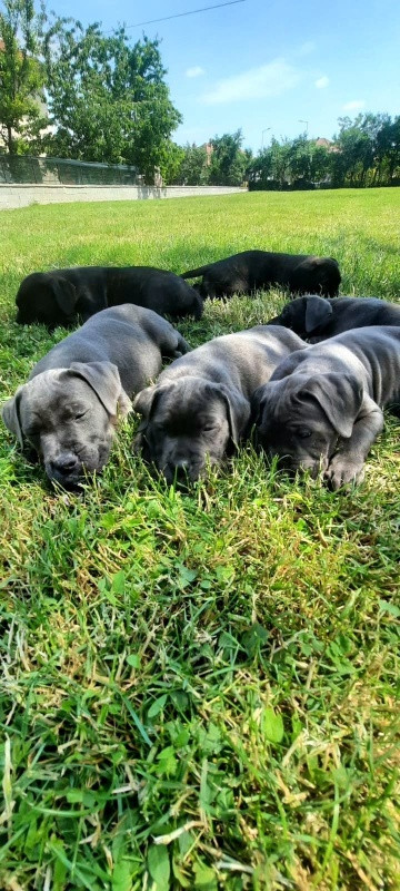 vand pui cane corso blue 9