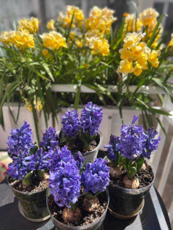 Teren cu casa paianta