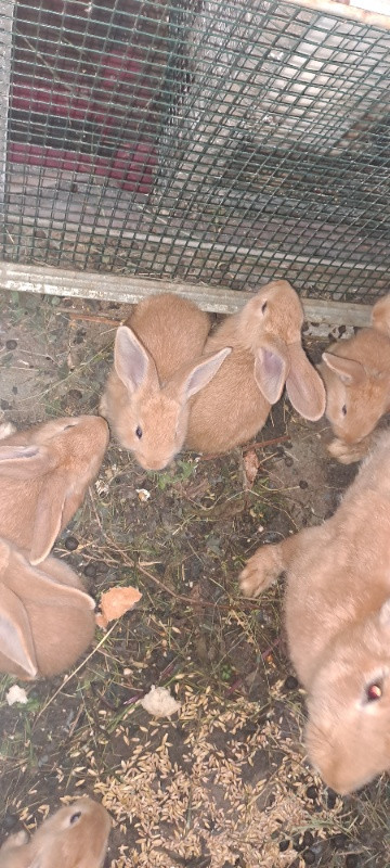crescatorie iepuri urias german galben gri berbec, metisi / de casa 3