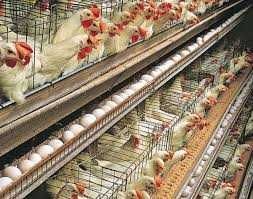 ferma de pui germania