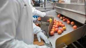 Depozit de sortat legume/ fructe in Germania