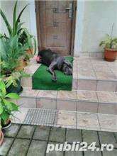 mascul cane corso calm , linistit caut partenera 4