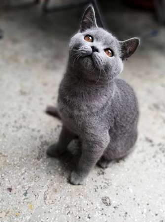 motanel de rasa british shorthair, blue 2