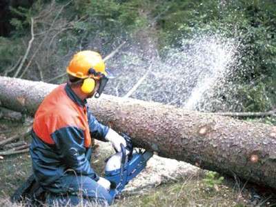 munca in domeniul forestier germania 1