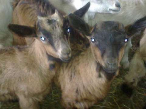 Vand 120iedute si tapisori metisati din tapi saanen