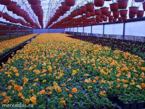 Sortat Legume Sere, Strainatate 