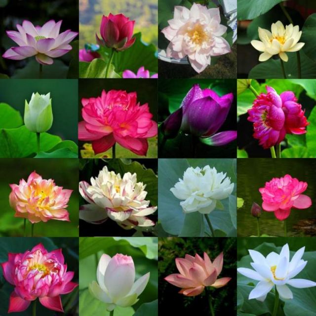 pui flori lotus diverse culori - floare nufar plante rare 3