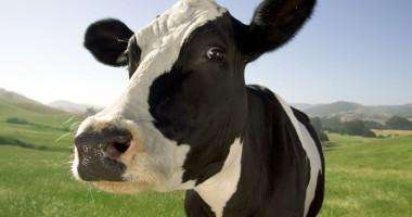 Ferme de animale 1200 euro