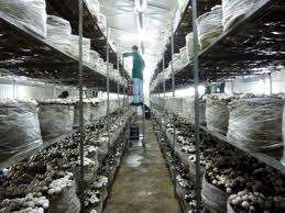 Agricultura in Germania 1300 EURO 